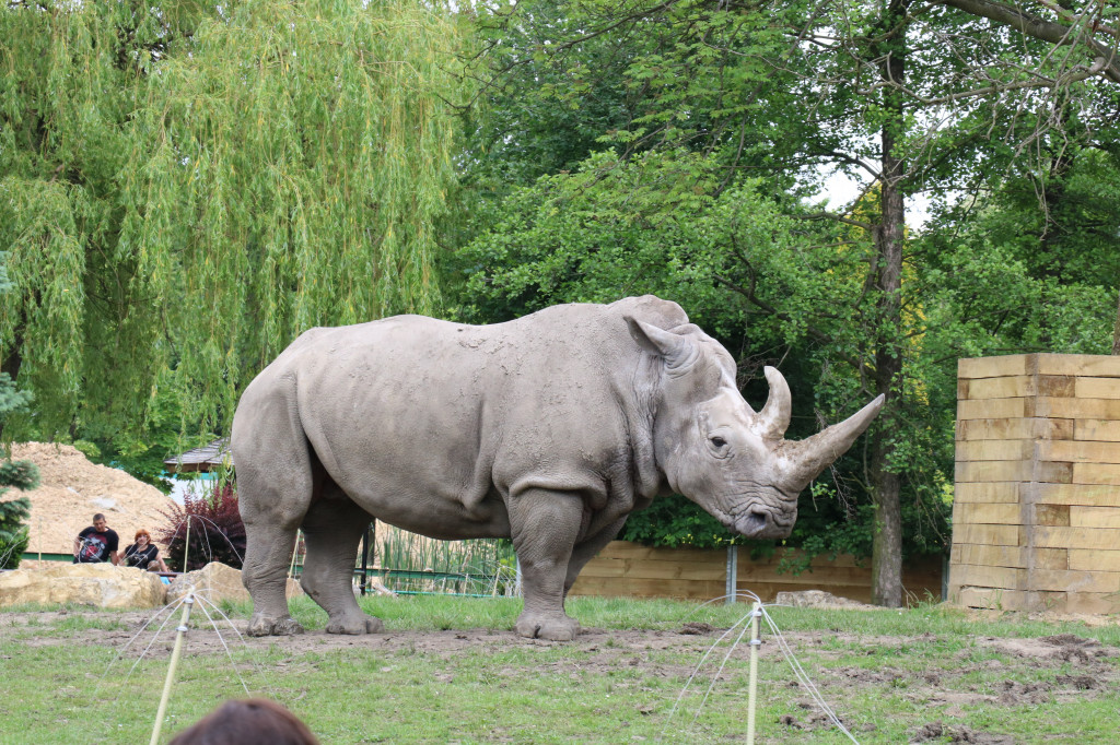 Śląskie zoo - otocjony i inne zwierzaki