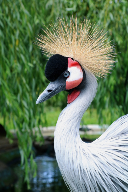 Śląskie zoo - otocjony i inne zwierzaki