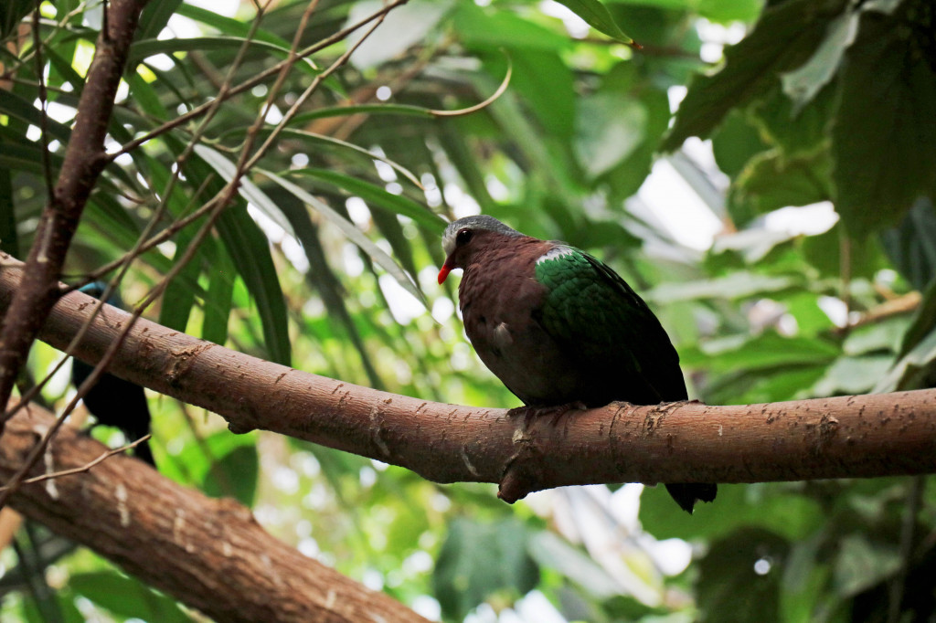 Śląskie zoo - otocjony i inne zwierzaki