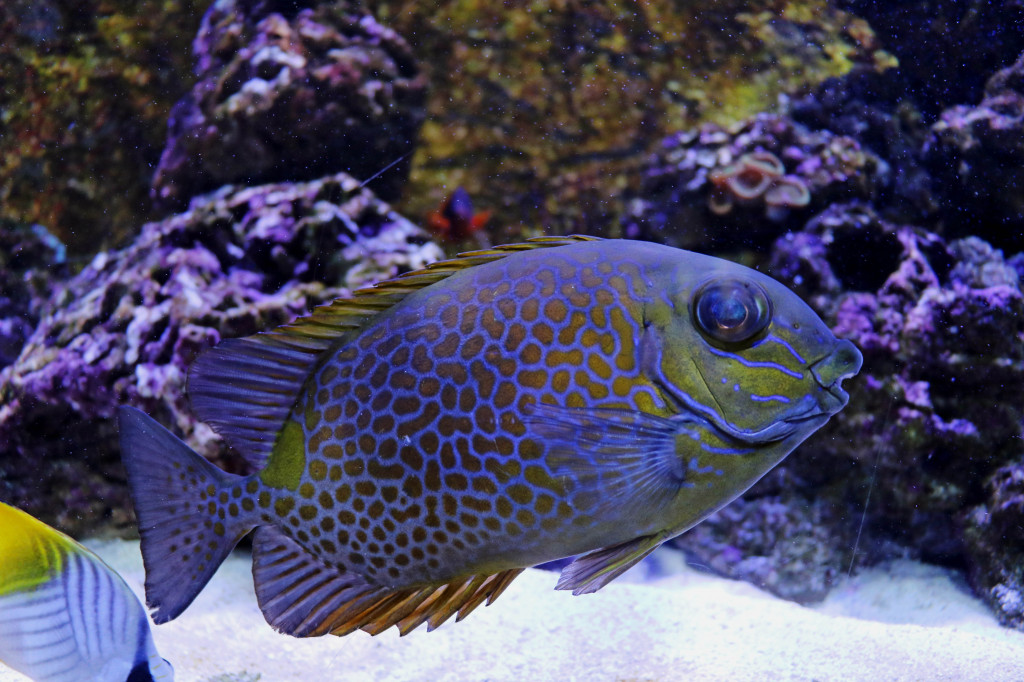 Śląskie zoo - otocjony i inne zwierzaki