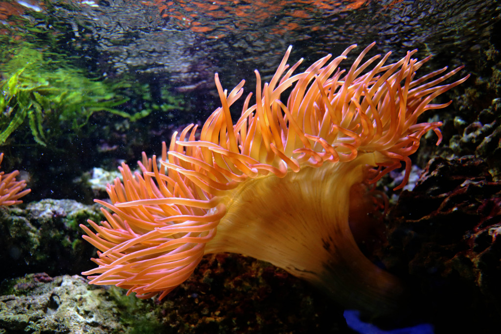 Śląskie zoo - otocjony i inne zwierzaki