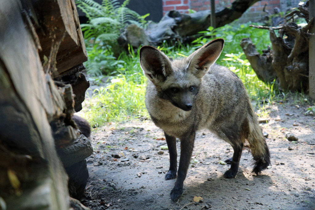 Śląskie zoo - otocjony i inne zwierzaki
