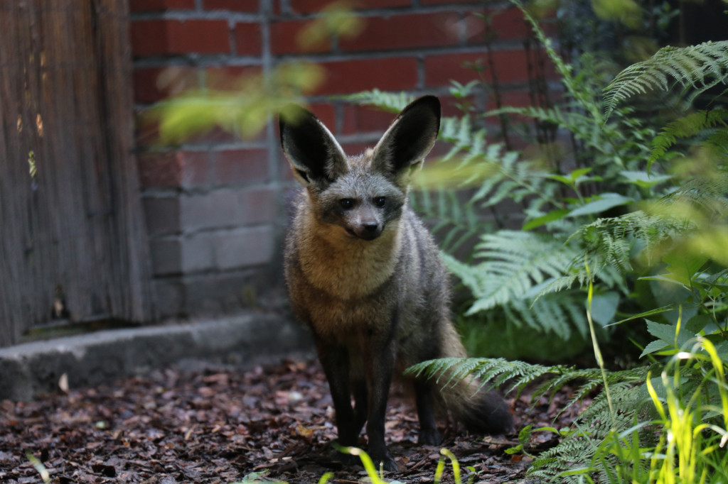 Śląskie zoo - otocjony i inne zwierzaki