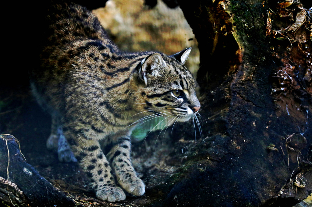 Śląskie zoo - otocjony i inne zwierzaki