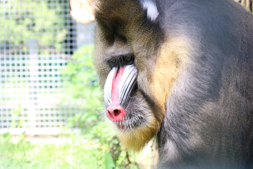 Śląskie zoo - otocjony i inne zwierzaki