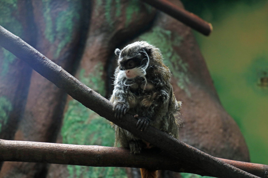 Śląskie zoo - otocjony i inne zwierzaki