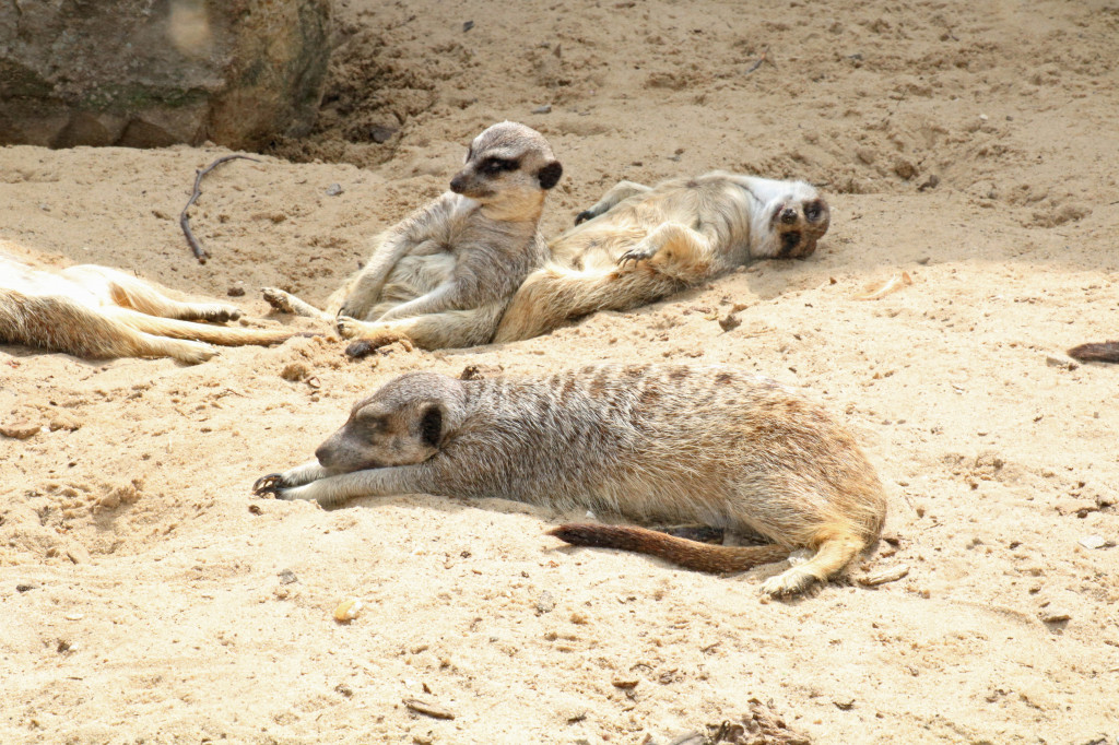 Śląskie zoo - otocjony i inne zwierzaki