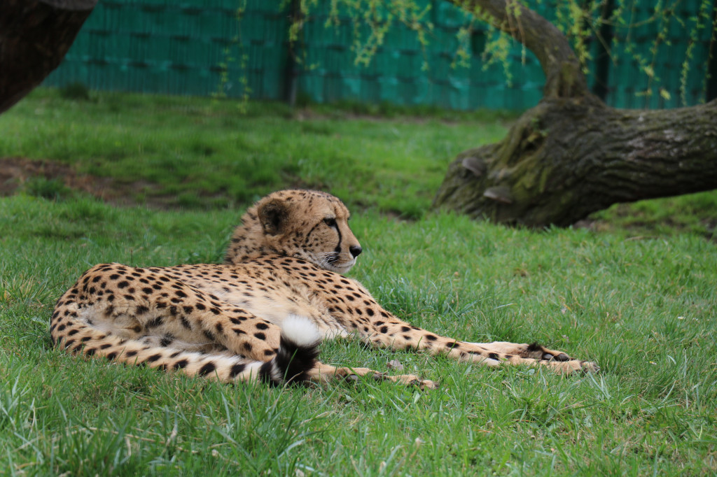 Śląskie zoo - otocjony i inne zwierzaki