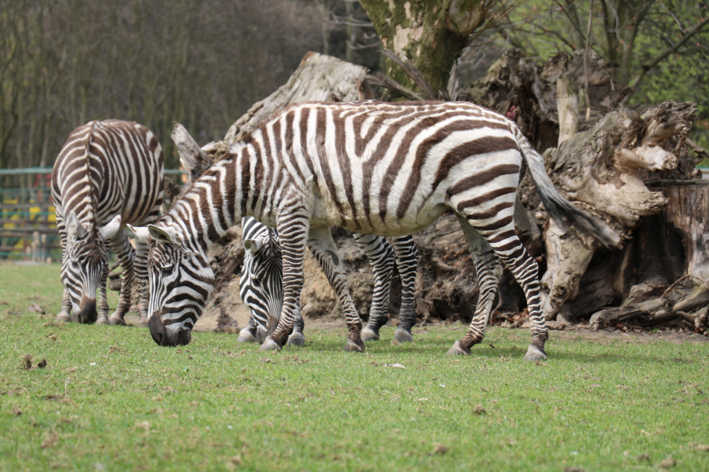 Śląskie zoo - otocjony i inne zwierzaki