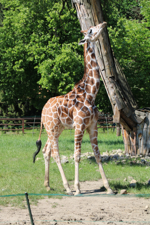 Śląskie zoo - otocjony i inne zwierzaki