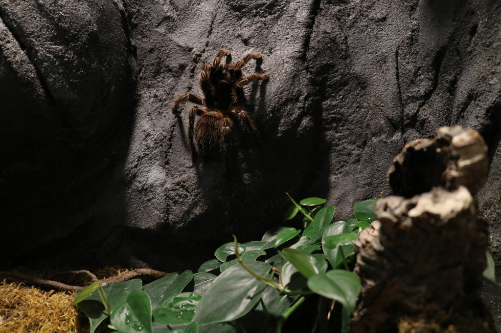 Śląskie zoo - otocjony i inne zwierzaki