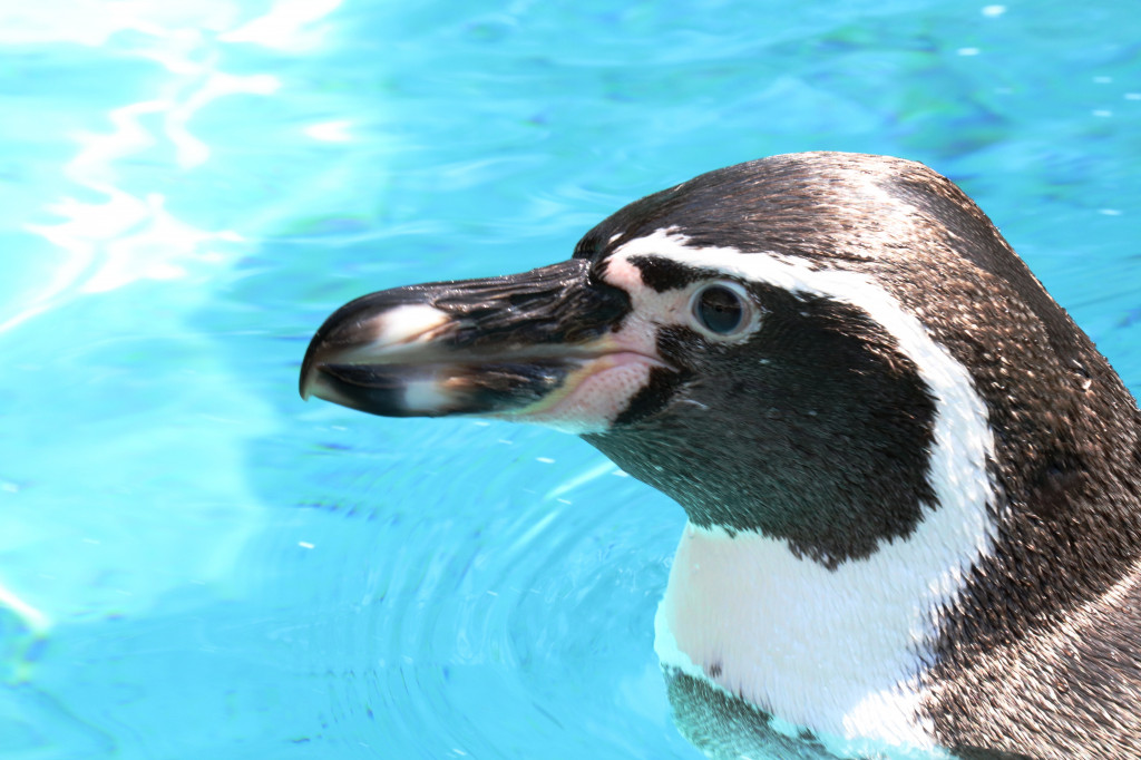 Śląskie zoo - otocjony i inne zwierzaki