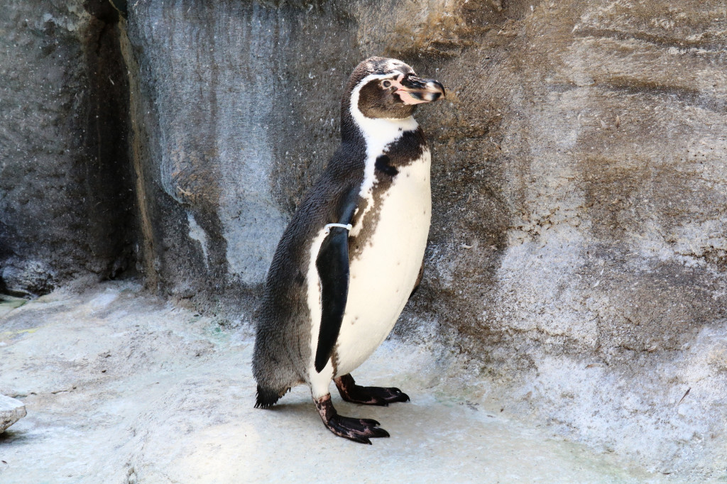 Śląskie zoo - otocjony i inne zwierzaki