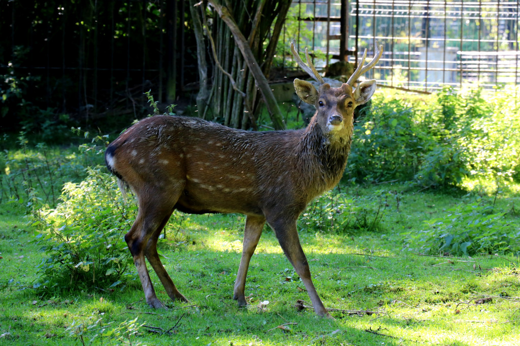 Śląskie zoo - otocjony i inne zwierzaki