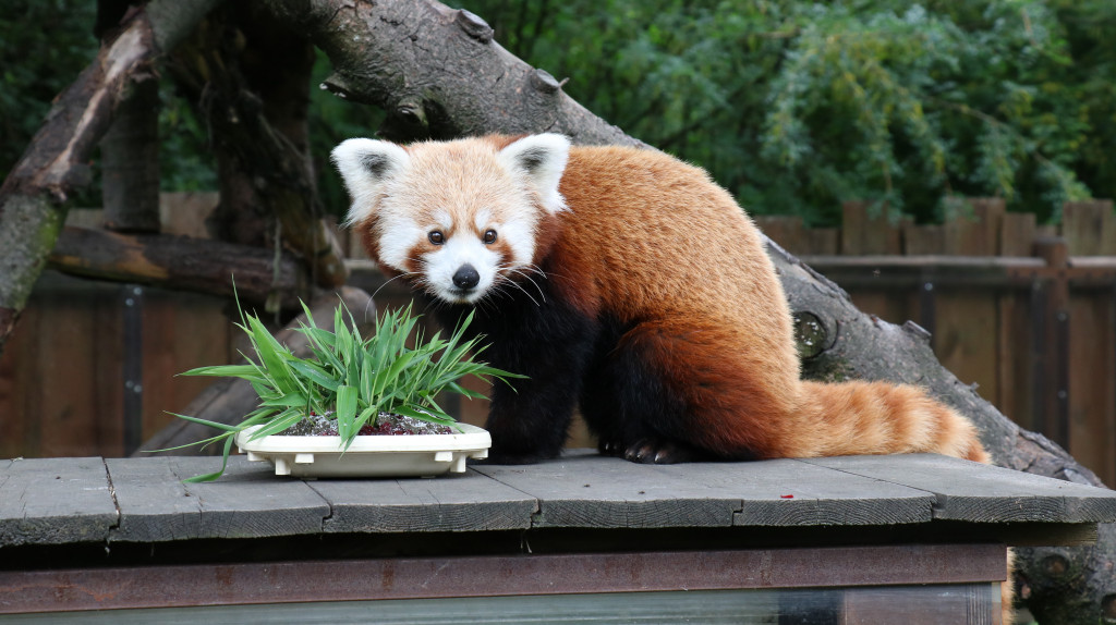 Śląskie zoo - otocjony i inne zwierzaki