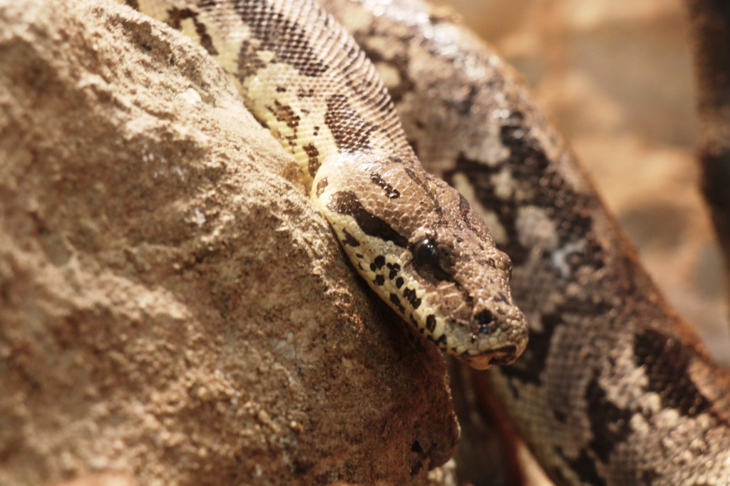 Śląskie zoo - otocjony i inne zwierzaki