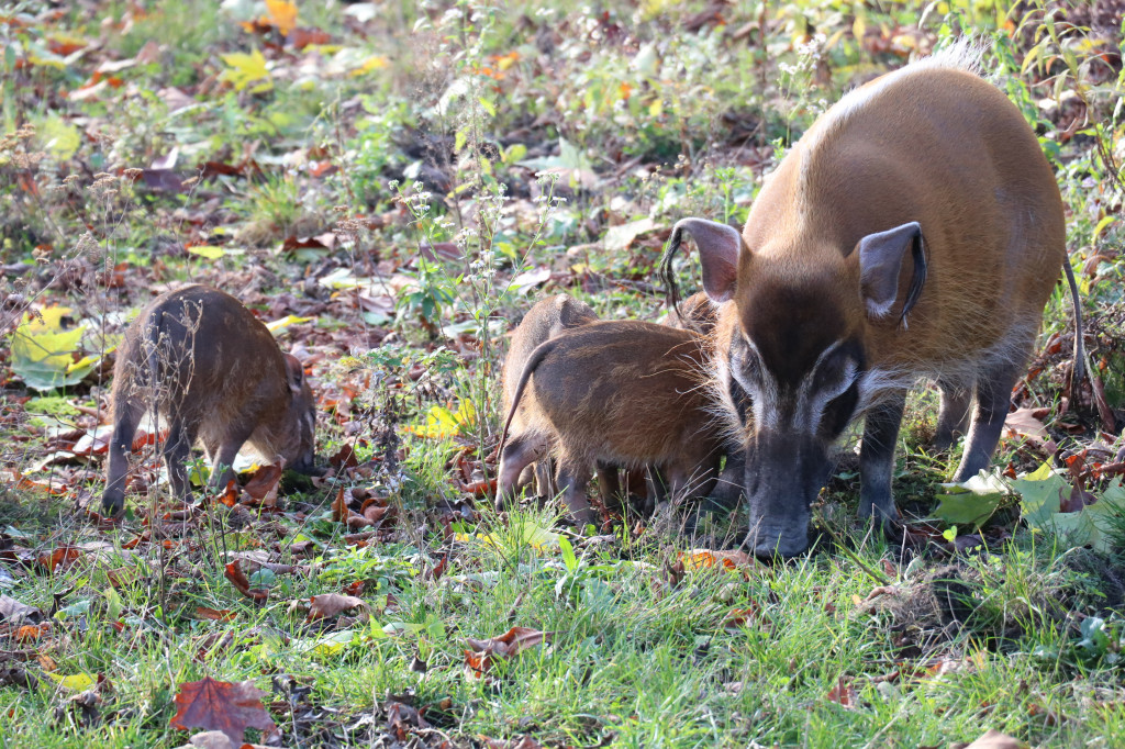 Śląskie zoo - otocjony i inne zwierzaki