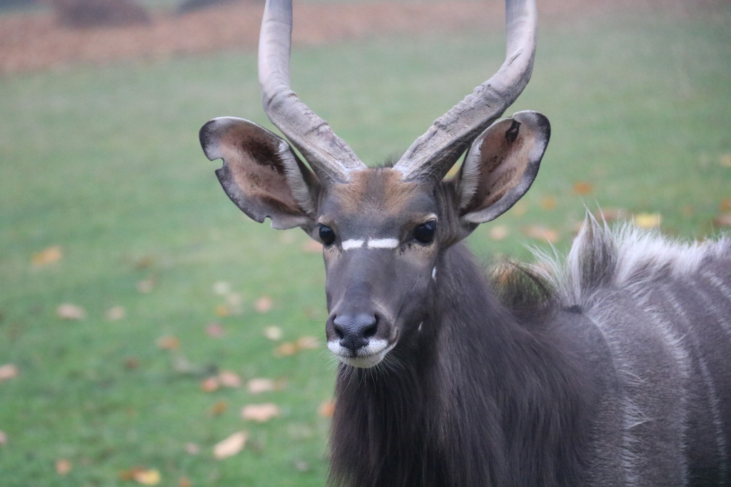 Śląskie zoo - otocjony i inne zwierzaki