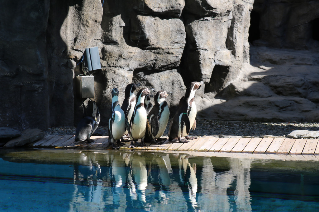 Śląskie zoo - otocjony i inne zwierzaki