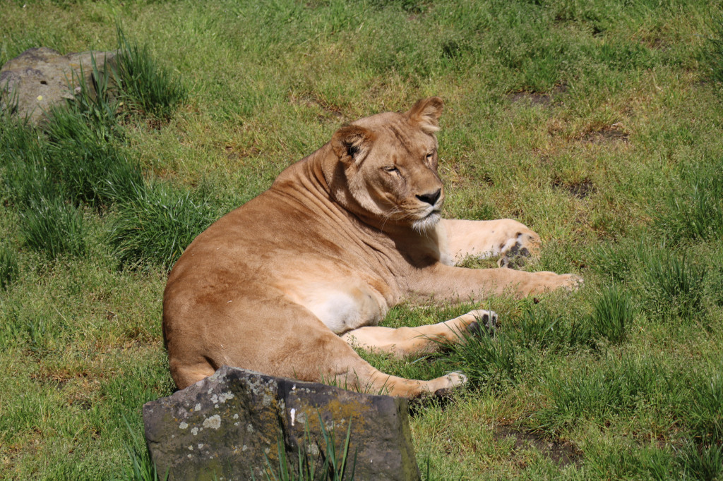 Śląskie zoo - otocjony i inne zwierzaki