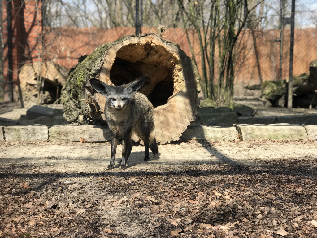 Śląskie zoo - otocjony i inne zwierzaki