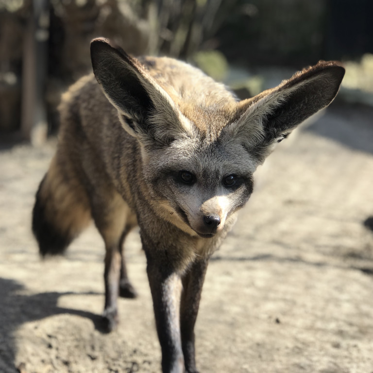 Śląskie zoo - otocjony i inne zwierzaki