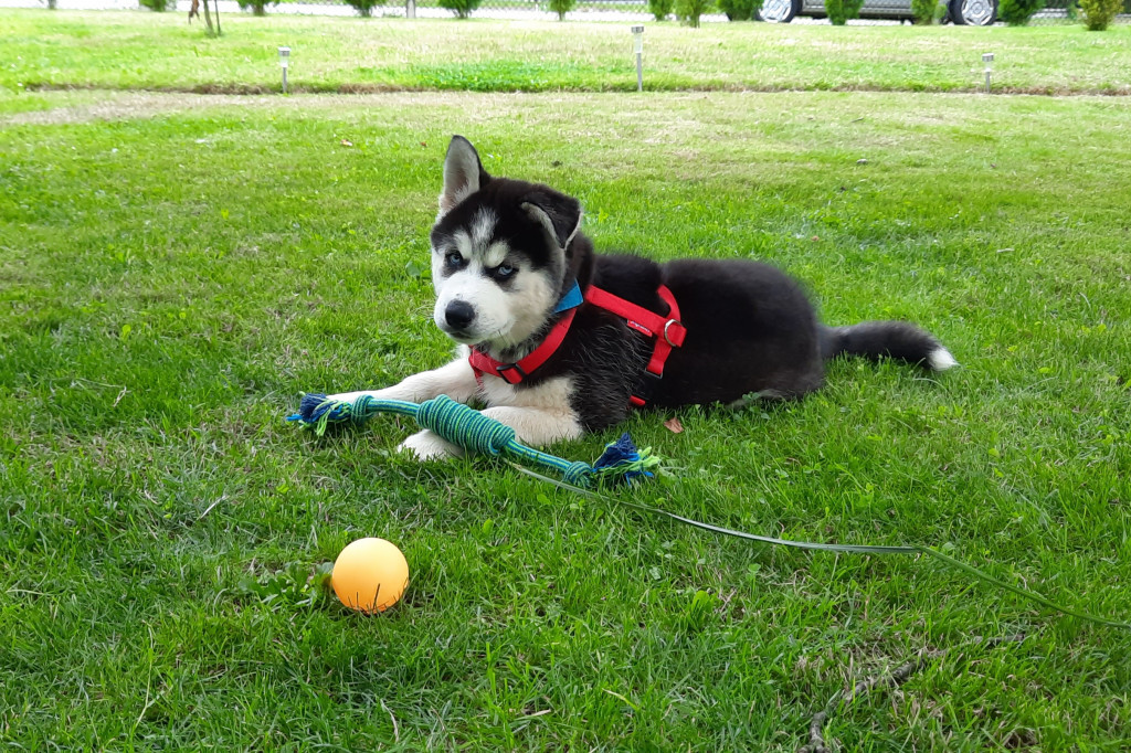 Plebiscyt Gwarka Superzwierzaki w obiektywie
