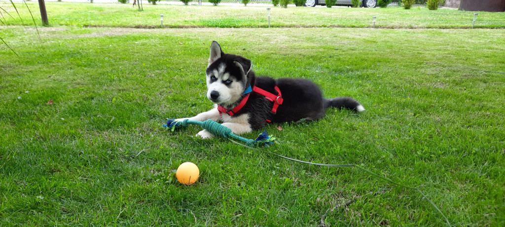 Plebiscyt Gwarka Superzwierzaki w obiektywie