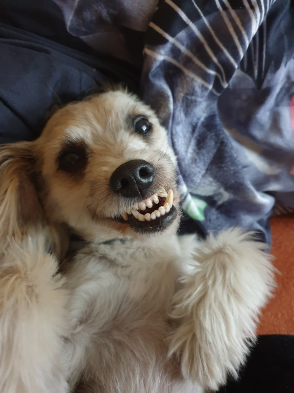 Plebiscyt Gwarka Superzwierzaki w obiektywie