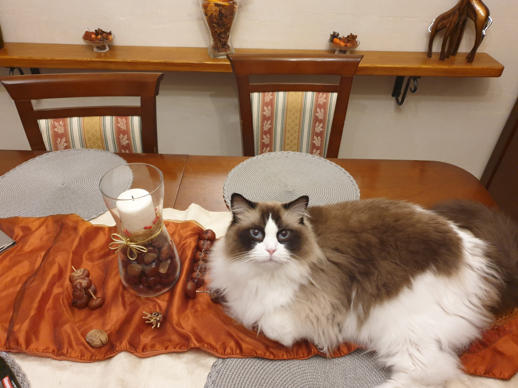 Plebiscyt Gwarka Superzwierzaki w obiektywie