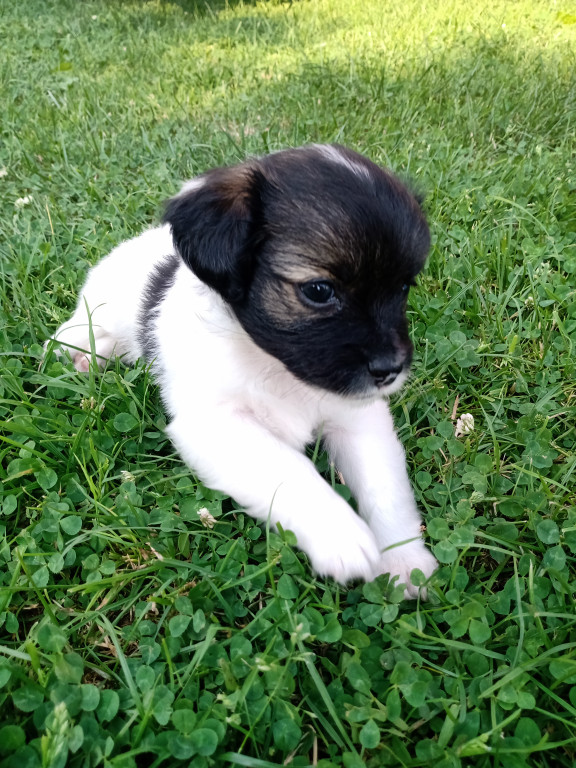 Plebiscyt Gwarka Superzwierzaki w obiektywie