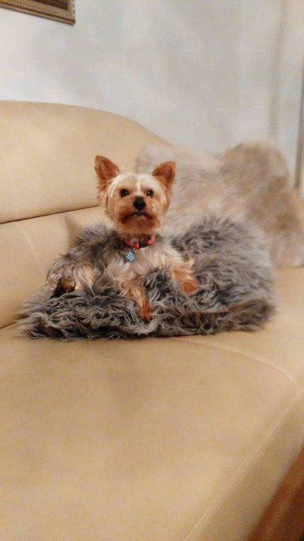 Plebiscyt Gwarka Superzwierzaki w obiektywie