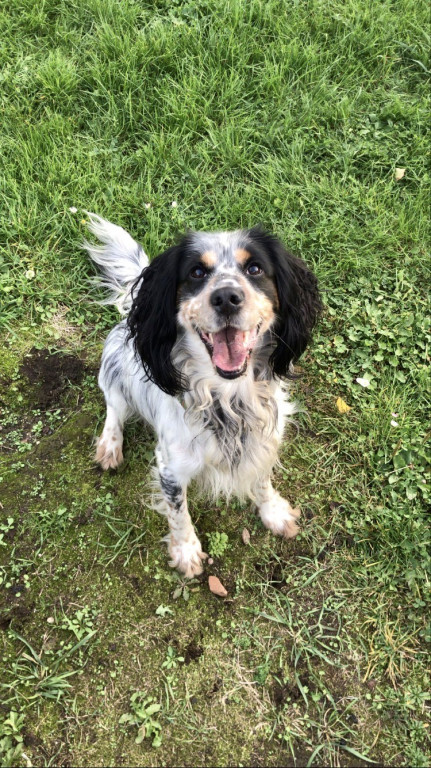 Plebiscyt Gwarka Superzwierzaki w obiektywie