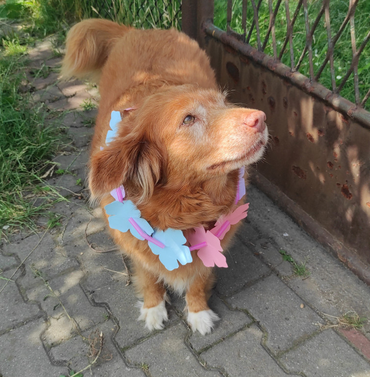 Plebiscyt Gwarka Superzwierzaki w obiektywie