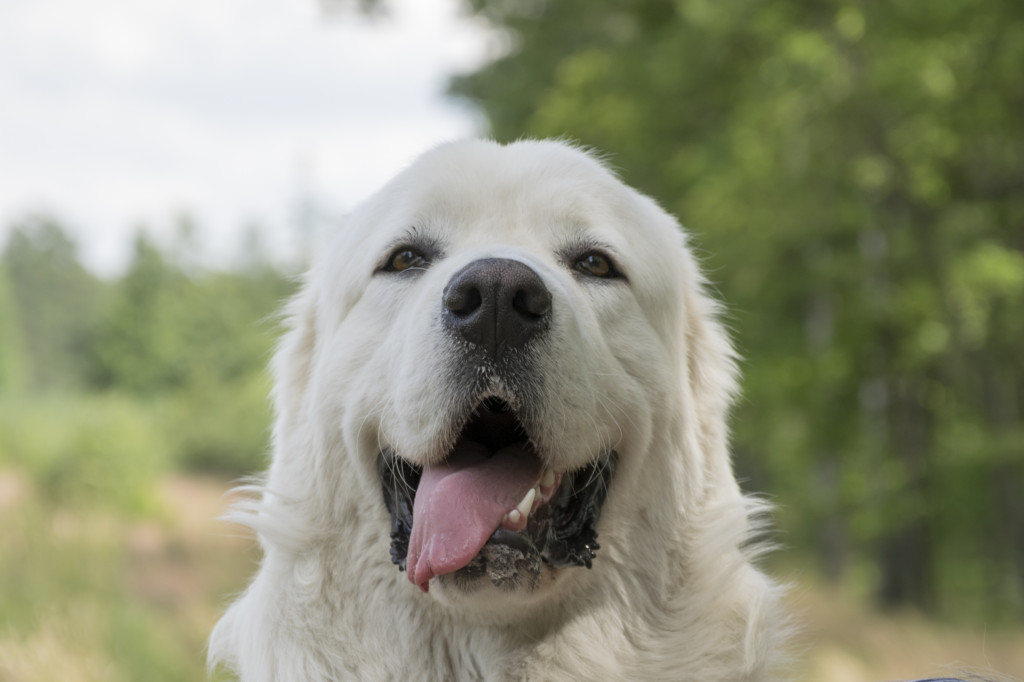 Plebiscyt Gwarka Superzwierzaki w obiektywie