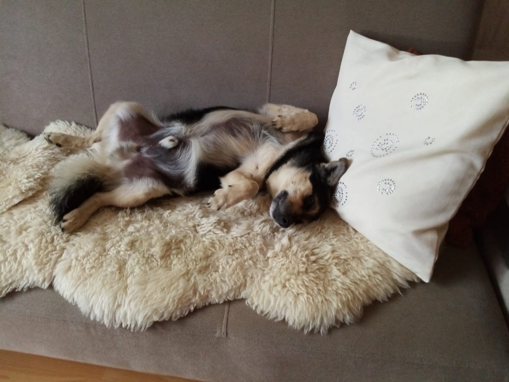 Plebiscyt Gwarka Superzwierzaki w obiektywie