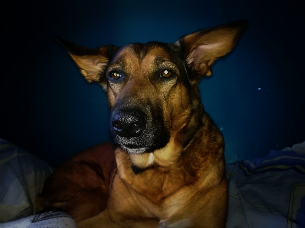 Plebiscyt Gwarka Superzwierzaki w obiektywie