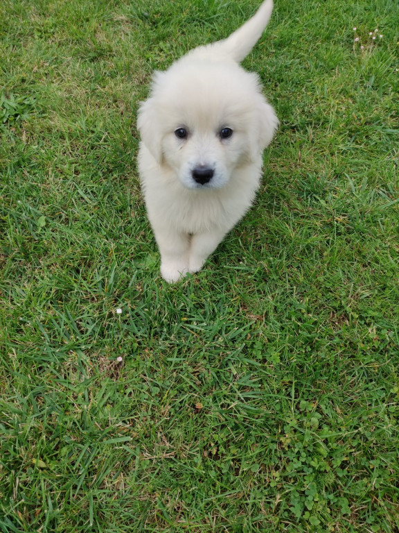 Plebiscyt Gwarka Superzwierzaki w obiektywie