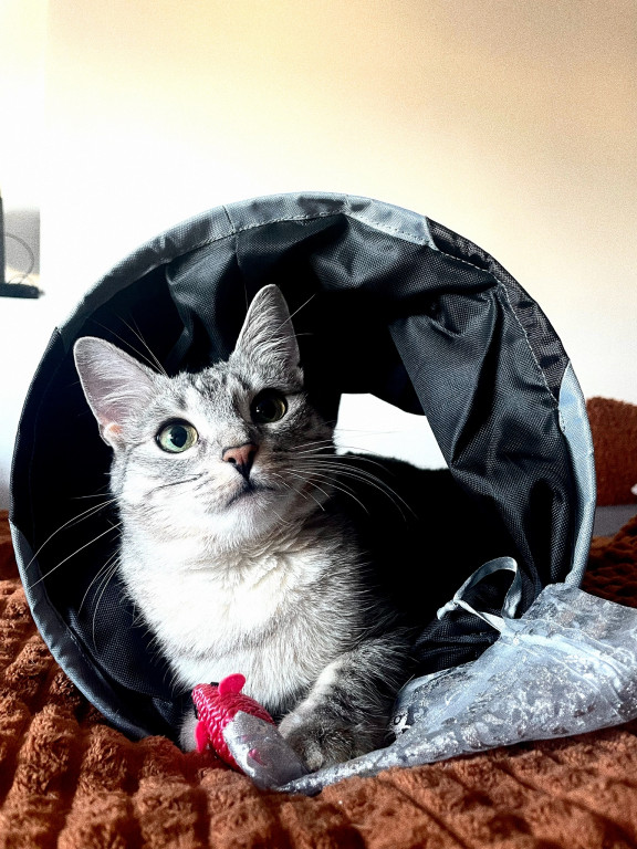 Plebiscyt Gwarka Superzwierzaki w obiektywie