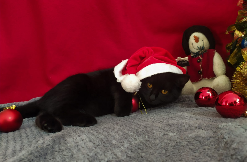 Plebiscyt Gwarka Superzwierzaki w obiektywie