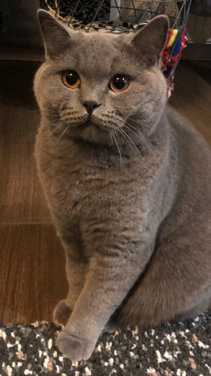 Plebiscyt Gwarka Superzwierzaki w obiektywie