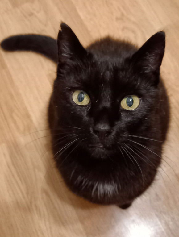 Plebiscyt Gwarka Superzwierzaki w obiektywie