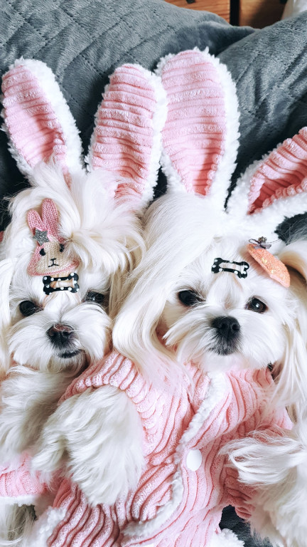 Plebiscyt Gwarka Superzwierzaki w obiektywie