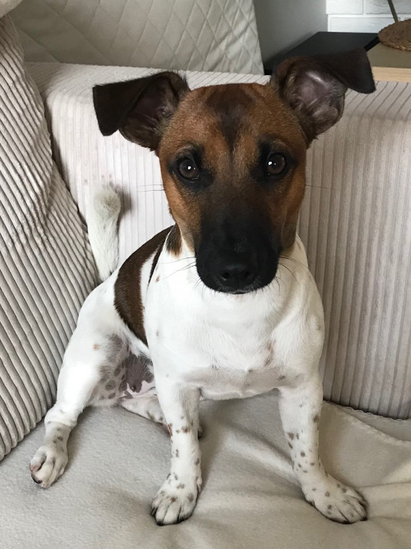 Plebiscyt Gwarka Superzwierzaki w obiektywie