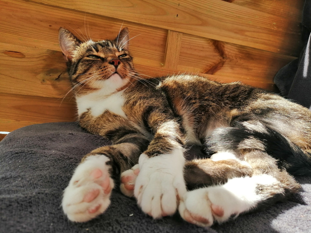 Plebiscyt Gwarka Superzwierzaki w obiektywie