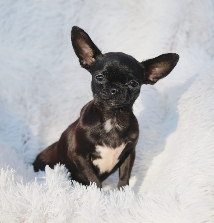 Plebiscyt Gwarka Superzwierzaki w obiektywie