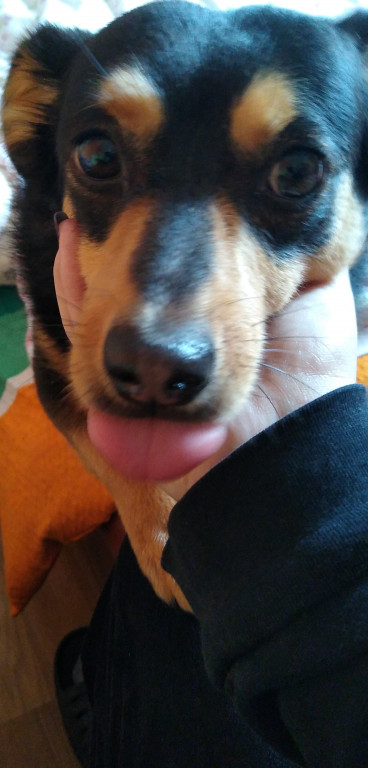 Plebiscyt Gwarka Superzwierzaki w obiektywie