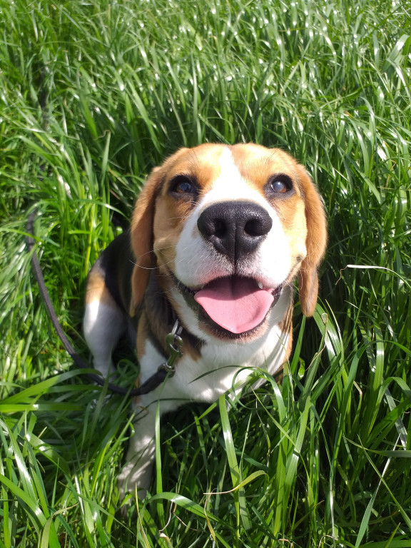 Plebiscyt Gwarka Superzwierzaki w obiektywie