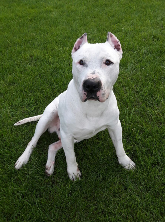 Plebiscyt Gwarka Superzwierzaki w obiektywie