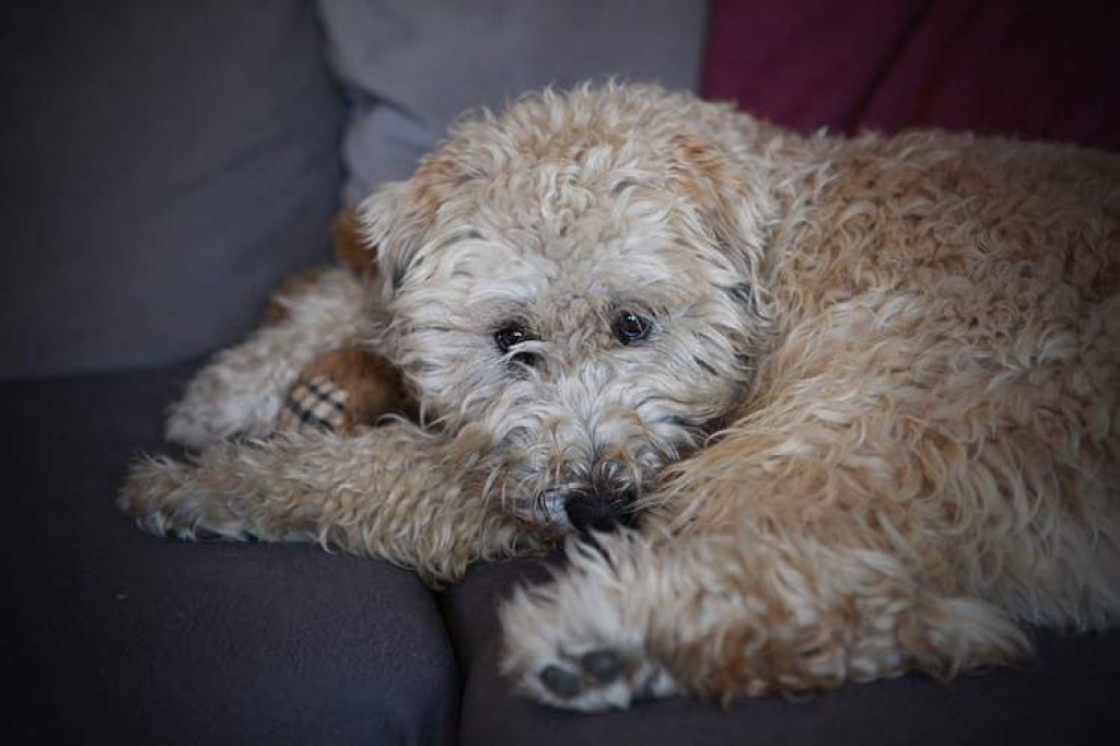 Plebiscyt Gwarka Superzwierzaki w obiektywie